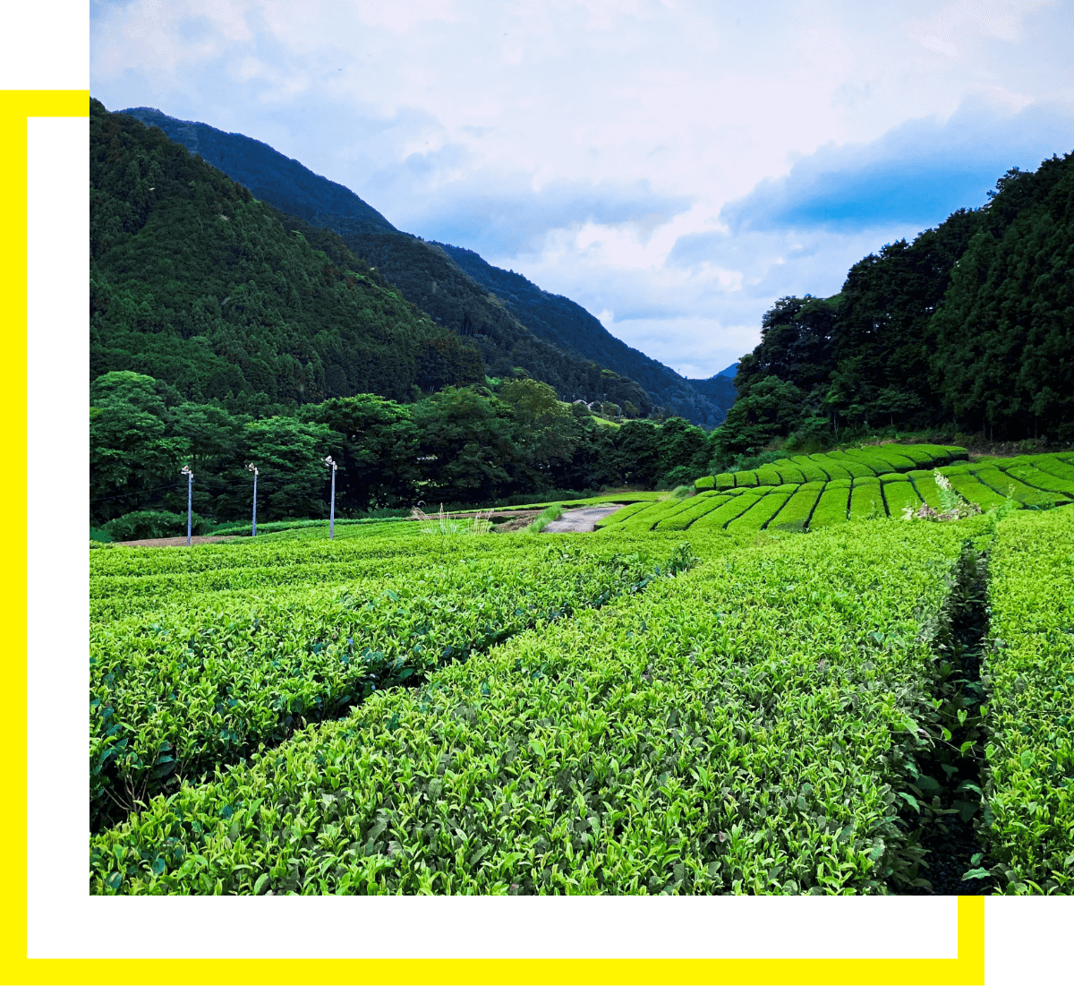 Origin of our organic Japanese tea